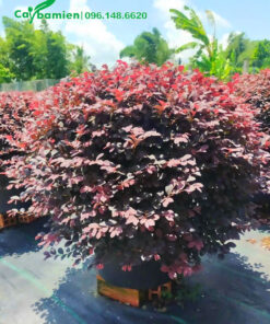 Cây Hồng Phụng tán tròn lá màu tím đẹp