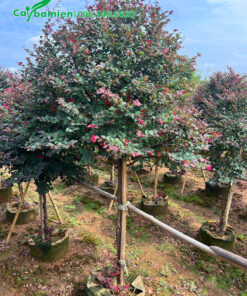 Cây Hồng Phụng thuần bầu thoát thân cao 80cm