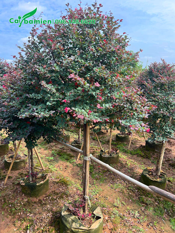 Cây Hồng Phụng thuần bầu thoát thân cao 80cm