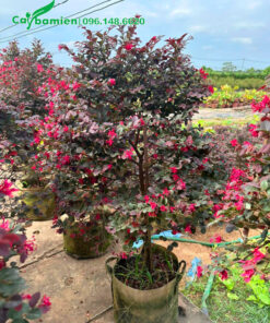 Hồng Phụng trồng công trình chiều cao 1m5