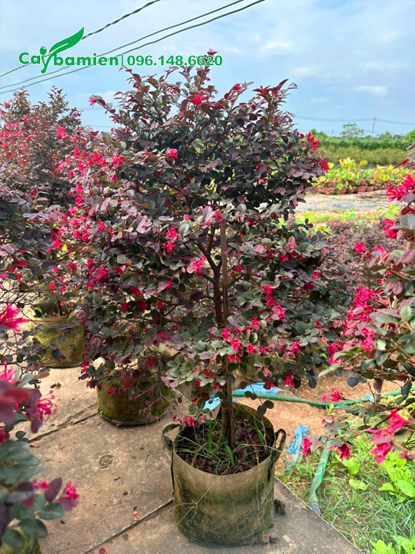 Hồng Phụng trồng công trình chiều cao 1m5