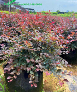 Một vườn cây Hồng Phụng lá màu chiều cao 40cm