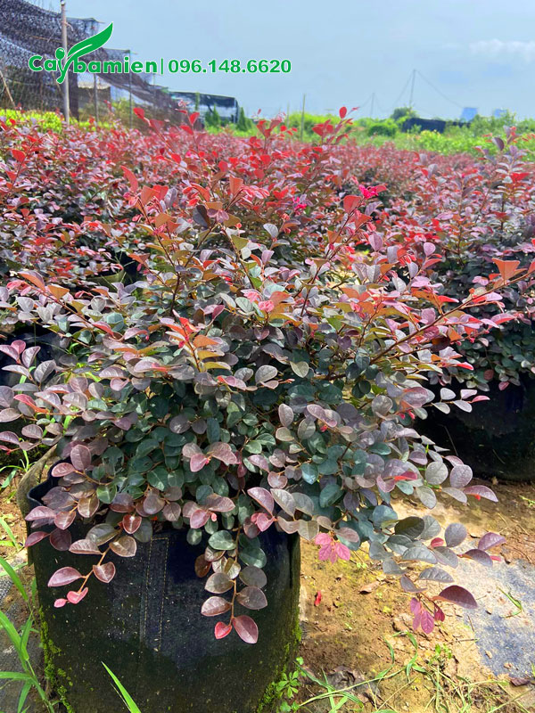 Một vườn cây Hồng Phụng lá màu chiều cao 40cm