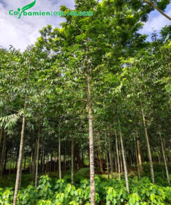 Cây Kim Giao lâu năm cao 5m