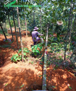 Bứng những cây lớn, chiều cao khoảng 6m