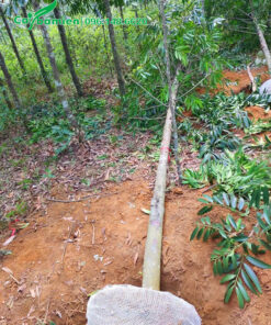 Thân thẳng đẹp, dài 5 - 6m