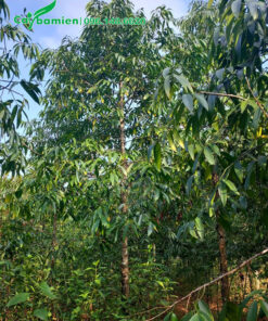 Kim Giao lâu năm chiều cao 4m