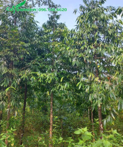 Cây Kim Giao cao 3m, hàng bứng thẳng tại vườn