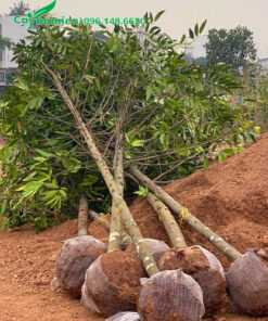 Cây mới bứng, đường kính gốc 7 - 9cm