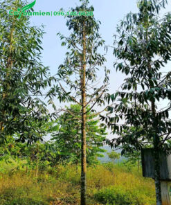 Vườn dưỡng ủ cây lớn, chiều cao 5m