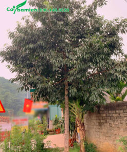 Kim Giao lâu năm đường kính tán 4 - 5m