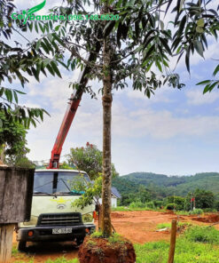 Dâm ủ cây lớn, vanh 50 - 60cm