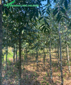Vườn trồng số lượng hàng vạn cây, đường kính gốc 7 - 8cm