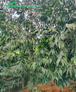 Cây Kim Giao công trình um tùm, lá xanh tốt