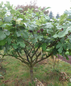 Sung Mỹ trồng trên đất thịt giàu dinh dưỡng