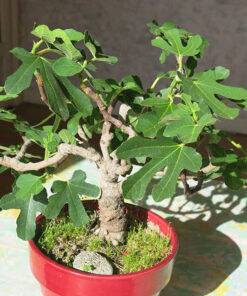 Cây bonsai có dáng nhỏ, cành được uốn tạo sáng vô cùng nghệ thuật