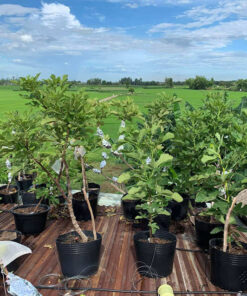 Những chậu cây Sung Mỹ cao 50 - 80cm