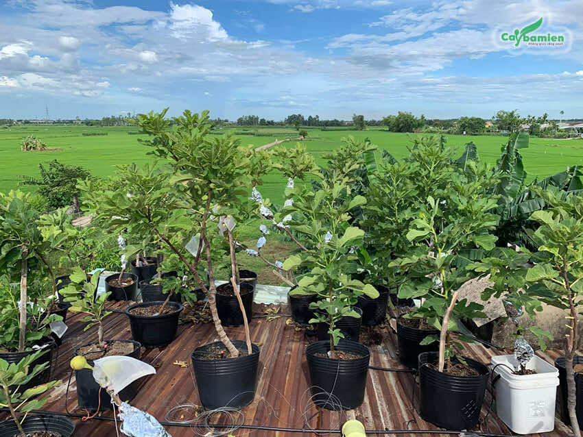 Những chậu cây Sung Mỹ cao 50 - 80cm