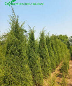 Hàng cây Tùng Tháp đẹp, vừa cắt tỉa