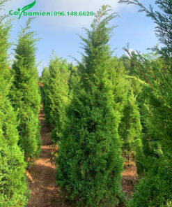 Cây Tùng Tháp công trình cao khoảng 3m