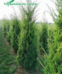 Tùng Tháp đang ra cành non