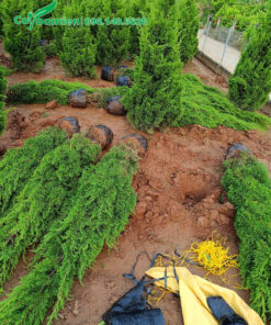 Bứng nóng vườn Tùng Tháp cao 2 - 3m