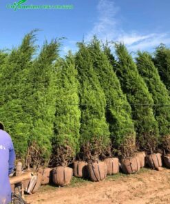 Hàng chục cây Tùng Cối đã được đánh bầu đất