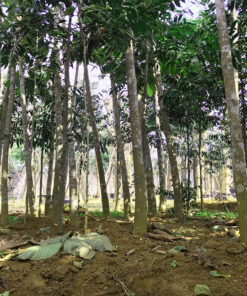 Dọn cỏ và vun xới quanh gốc cây Chò Nâu