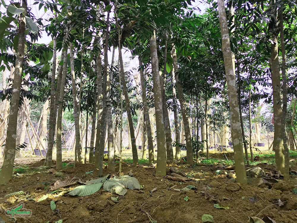 Dọn cỏ và vun xới quanh gốc cây Chò Nâu