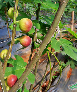 Cành sung mỹ được cắt tỉa cẩn thận, quả mọc nhiều trên thân