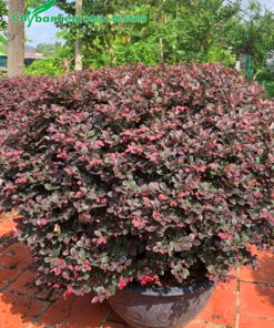 Chậu cây Hồng Phụng cản đường kính tán hơn 1m