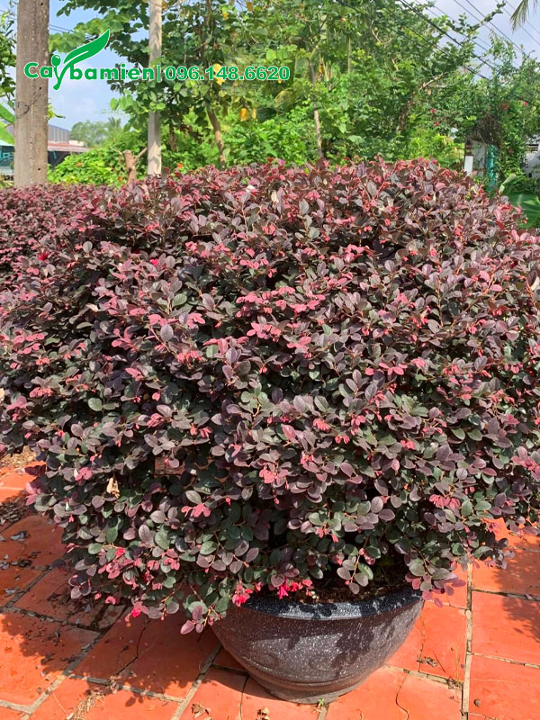 Chậu cây Hồng Phụng cản đường kính tán hơn 1m