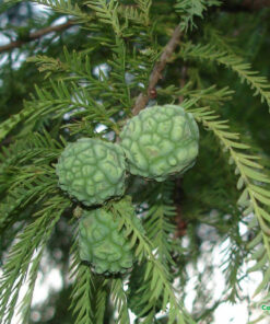 Quả của cây Bụt Mọc