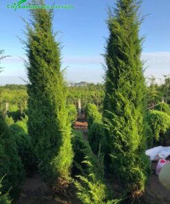 Tùng Tháp công trình dáng siêu đẹp