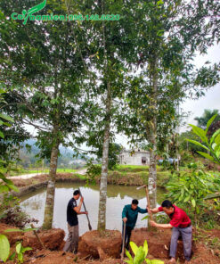 Hàng kích thước lớn, vanh 80 - 90cm