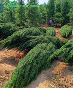 Đánh bầu cây Tùng Tháp cao 5m, đường kính tán khoảng 1m