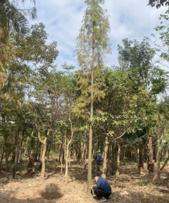 Khoảng vườn dành cho cây Bụt Mọc của Cây Ba Miền