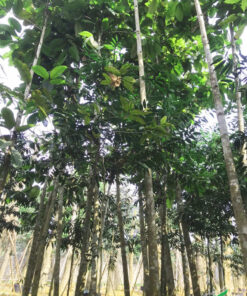 Cây Chò Xoay cao lớn tới gần 5m