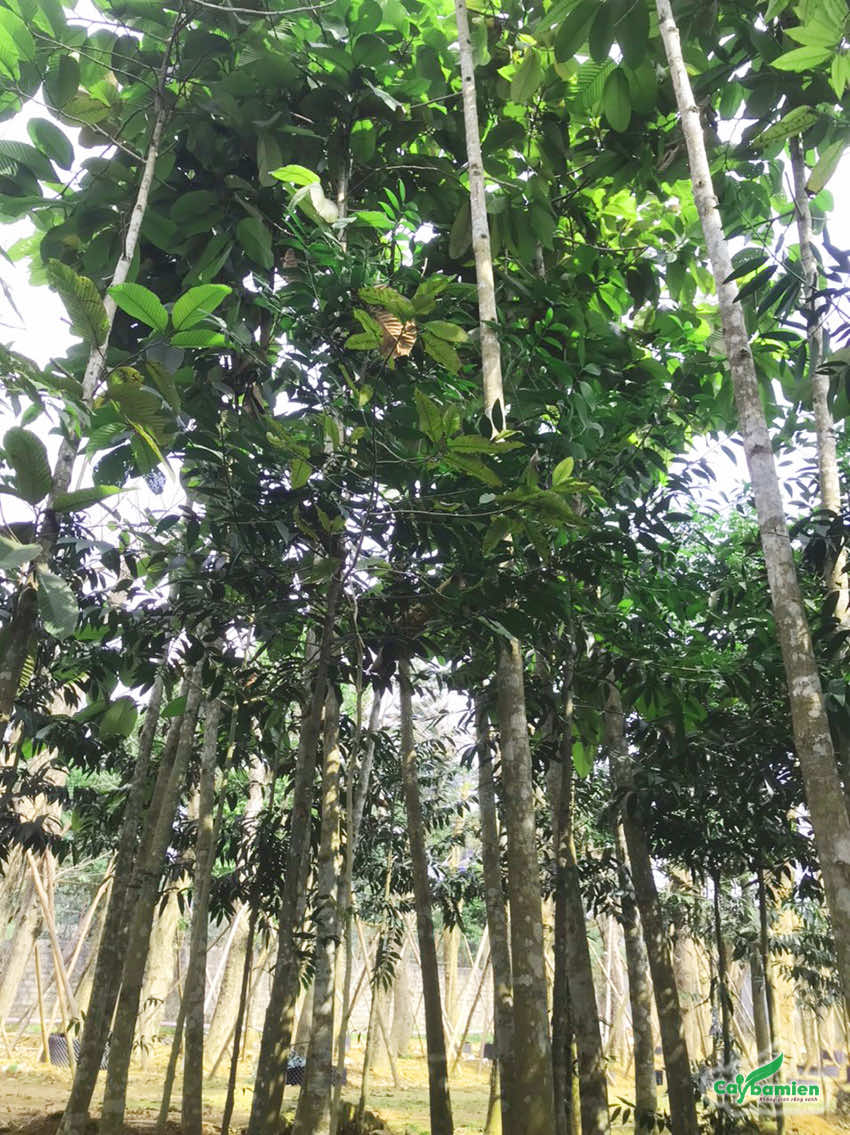 Cây Chò Xoay cao lớn tới gần 5m