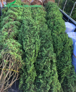 Xếp hàng chục cây Tùng Tháo cao 5m lên xe tải