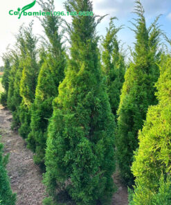 Cây Tùng Tháp đẹp, cao 3 - 4m