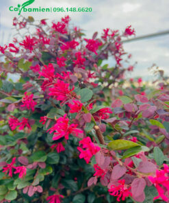 Hoa Hồng Phụng nở hồng rực trên cành