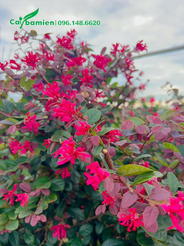 Hoa Hồng Phụng nở hồng rực trên cành