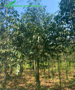 Cây Kim Giao núi đá dâm ủ bầu chìm