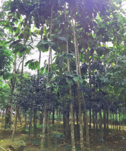 Vườn ươm cây chò nâu số lượng lớn