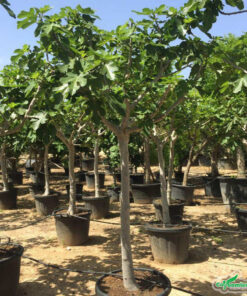 Vườn ươm cây sung mỹ số lượng lớn