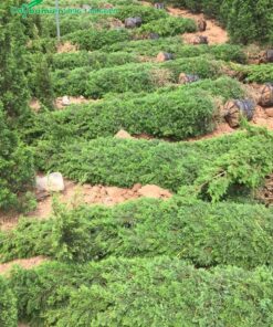 Đánh bầu số lượng lớn cây Tùng Tháp