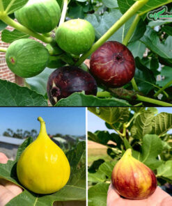 Quả có màu sắc đẹp, hình dáng giống quả lê, quả đào