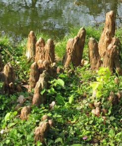 Rễ cây mọc chi chít, nối nhau nhưng những pho tượng tinh tế