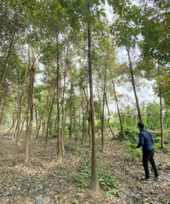 Vườn cây Bụt Mọc cao tốt, sẵn sàng cung cấp cho khách hàng